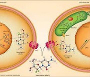 [강석기의 과학카페] 항암제 무력화하는 암세포 내 미생물의 정체