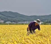 반백년 써내려온 농사일기… 우리가 알지 못했던 '경기도 쌀 이야기'