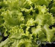 전남농기원, 숙면효과 '흑하랑 상추' 건강제품 19개 상용화
