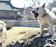 北 '풍산개 품평회' 진행…'무형문화재' 등록 후 선전 강화