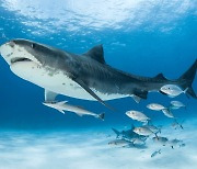 멸종 내몰리는 상어...국제사회 보존 위해 참치잡이 연승어선 혼획 ‘정조준’