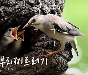 [영상+] "많이 먹고 빨리 크렴" 계정숲 붉은부리찌르레기