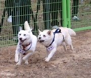 北 “풍산개는 영리하고 끈덕지며 용맹한 토종개”