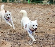 북한, '국견' 풍산개 품평회 개최…"영리하고 용맹"
