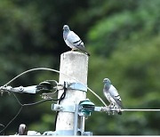 구례서 고흥으로 이사한 멸종위기종 양비둘기 부부 번식 성공