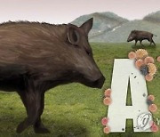 괴산서 ASF 감염 멧돼지 발견…충북 누적 274건
