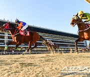 [경마]코리아컵 챔피언'위너스맨', 그랑프리 우승으로 2022년의 화룡점정 찍었다