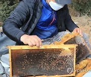 강원도, 꿀벌 월동 피해 최소화 대책반 운영한다