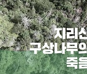 지리산 천왕봉은 무덤이 됐다…하얗게 죽어간 구상나무들