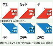 토마토값 약세…이달 초 따뜻한 날씨에 출하량 늘어