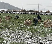 “월동무 수확 서두르자” 눈 ‘펑펑’ 한파 예고에 농민  분주