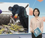 [생생갤러리] '추위야 반갑다!' 강원 황태마을 外