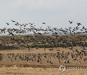 충북 조류인플루엔자 한달째 잠잠…오리사육 멈춘 덕?