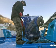 "3년 기다렸다" 화천산천어축제 3주 앞으로…'산천어 171톤' 대이동