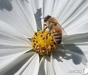 경북도 농업기술원, 겨울철 꿀벌 피해 최소화 관리교육 나서