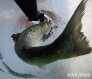 화천산천어축제 물고기 수송작전 돌입… 축제기간 171톤 방양