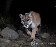 미 LA 명물 야생 퓨마 끝내 안락사…"차에 치여 건강 악화"