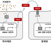 폐로 들어온 미세먼지, 암세포 전이 위험성 키운다