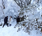 '눈꽃 세상, 한라산 1100고지'