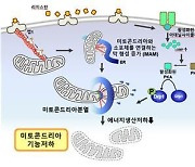 "고칼로리 식사, '세포 안 공장' 기능 저하시켜 당뇨병 유발"