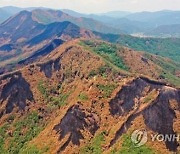 '축구장 1천개 피해' 밀양 산불…묘목 58만 그루 심어 복구