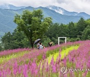 [부산 대학가 소식] 부산대 한방병원, 인체적용시험 참가자 모집