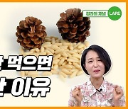 가을에 안 먹으면 억울한 견과류, 팔방미인 ‘잣’[정세연의 음식처방]