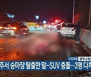 공주서 승마장 탈출한 말-SUV 충돌…3명 다쳐