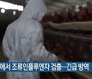 기장군에서 조류인플루엔자 검출…긴급 방역