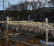 냉동고 한파에 황태덕장 바빠져