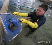 강추위가 반가운 평창송어축제