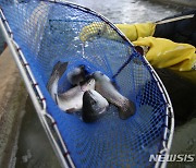 평창송어축제 준비 본격