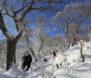 한라산 설경에 매료된 말레이시아 관광객들