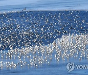 갈매기들의 휴식