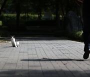 '고양이 학대영상' 디시인사이드 대표 '무혐의' 이유는?