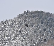 모래톱 사라져 쉴 곳 잃은 흰꼬리수리