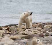 Polar Bear Decline