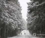 설국,사려니숲길