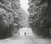 사려니숲길 설경 '장관'