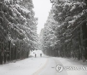 사려니숲길 설경 '장관'