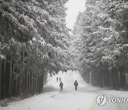 사려니숲길 설경 '장관'