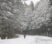 사려니숲길 설경 '장관'