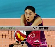 한파에도 '김연경 티켓파워' 계속…흥국생명 홈 5800석 매진