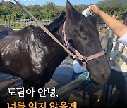 죽도록 사람 태우다 버려진 말…'도담이'가 숨졌다