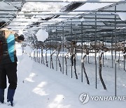 눈은 그쳤지만…기록적 폭설에 성탄 연휴에도 복구 '구슬땀'