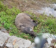 미니피그에 '먹이백신'줬더니 항체 형성…아프리카돼지열병 적용 희소식