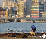 자연산 미역을 찾아서