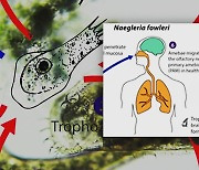 국내 첫 '뇌 먹는 아메바' 감염으로 50대 사망..."치명률 97%"