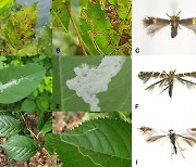 국립수목원, 식물 잎에 낙서 남기는 곤충의 정체 밝혀 내