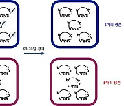 '입으로 먹는' 아프리카돼지열병 미끼백신 가능성 확인